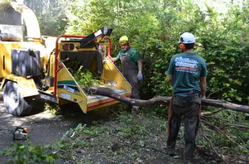 tree services La Mesa